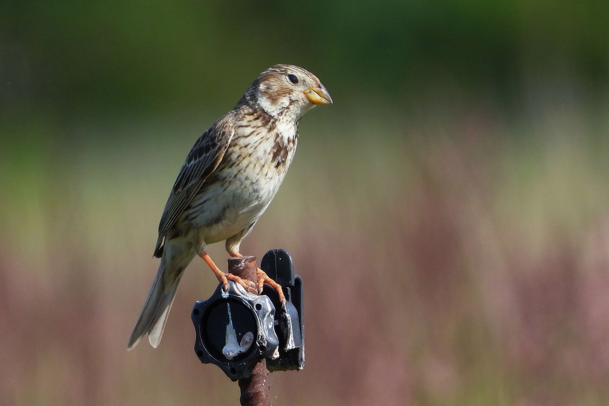 Corn Bunting - ML620578629