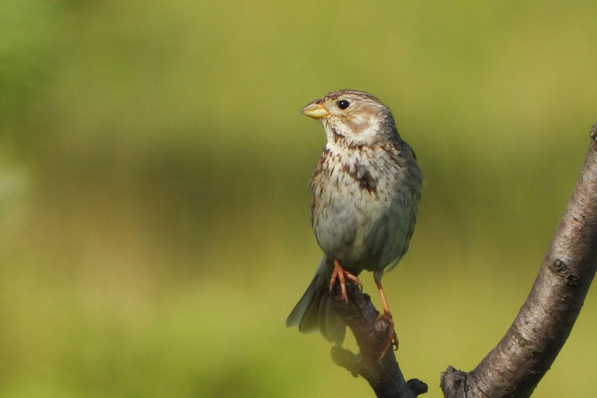 Corn Bunting - ML620578630