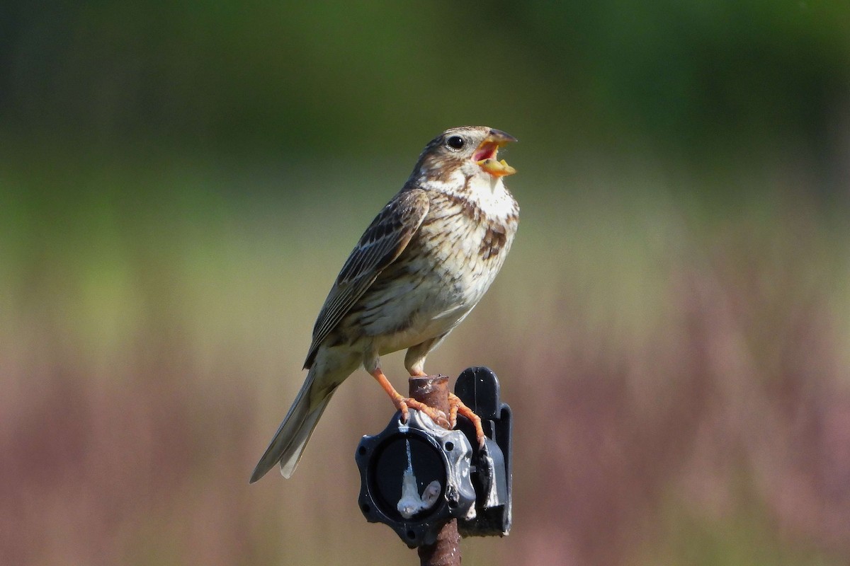 Corn Bunting - ML620578632