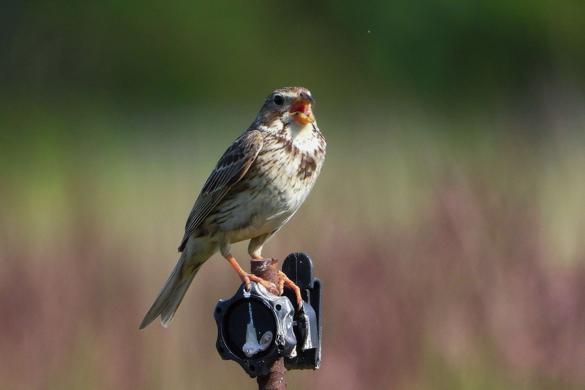 Corn Bunting - ML620578633