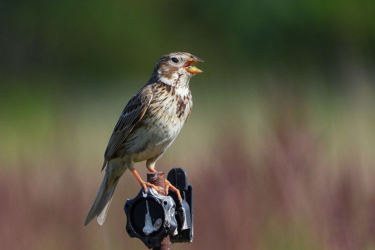 Corn Bunting - ML620578634