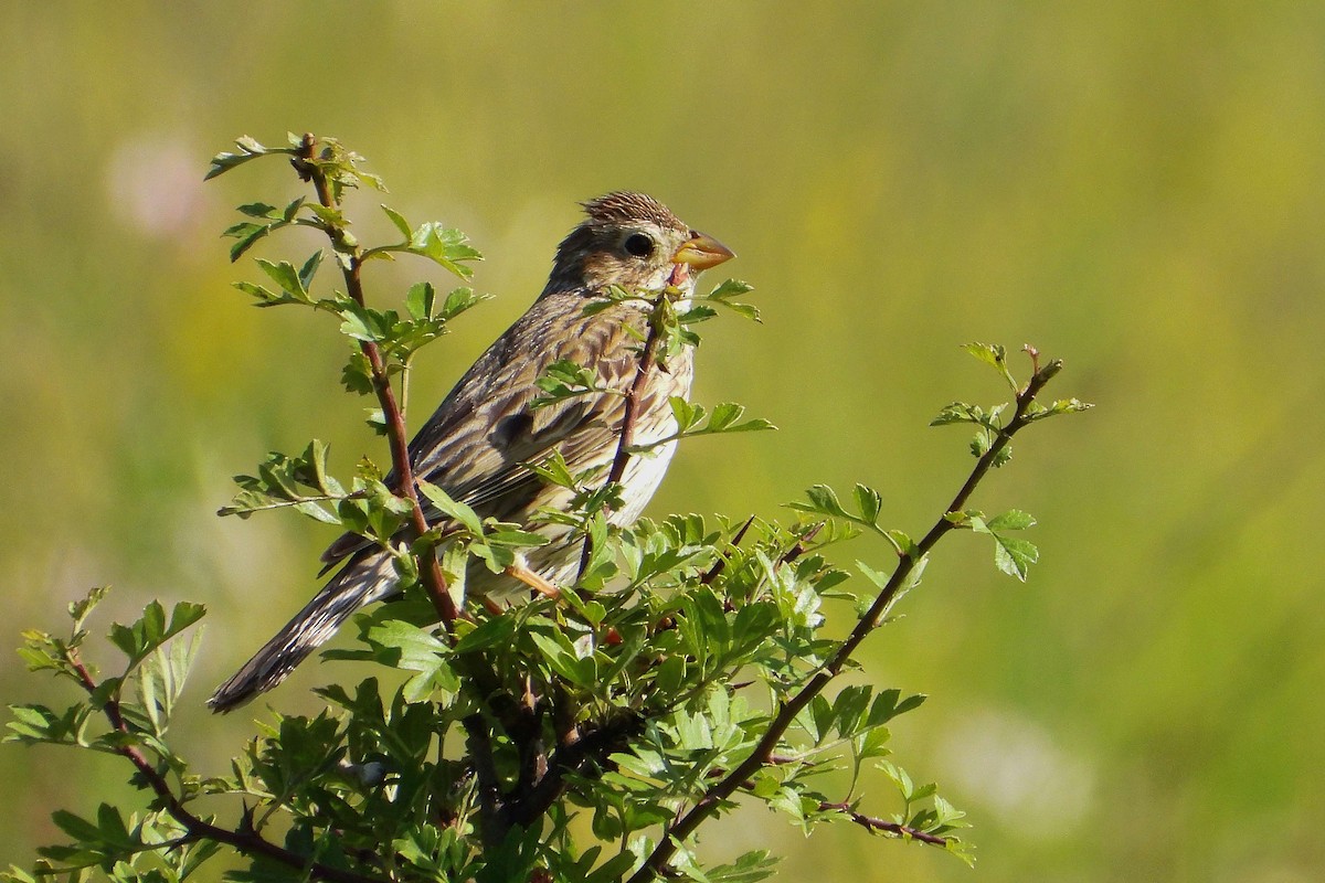 Corn Bunting - ML620578635