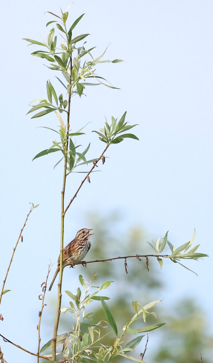 Song Sparrow - Marie Provost