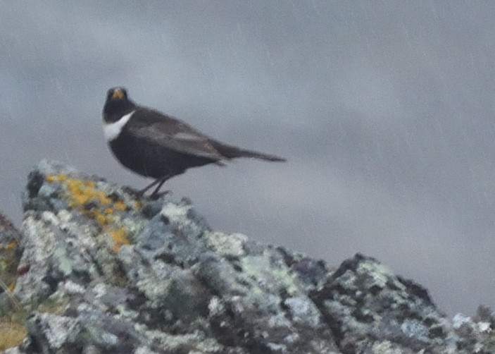 Ring Ouzel - Guy Babineau