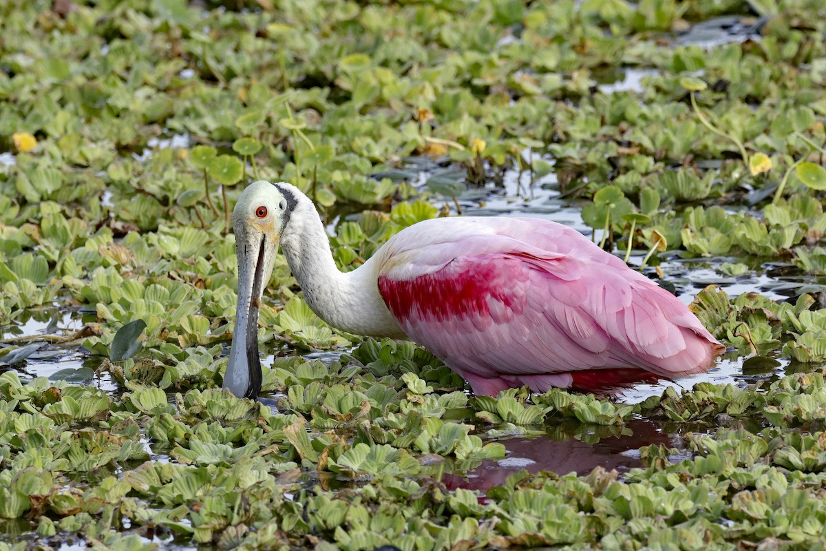 Roseate Spoonbill - ML620578649