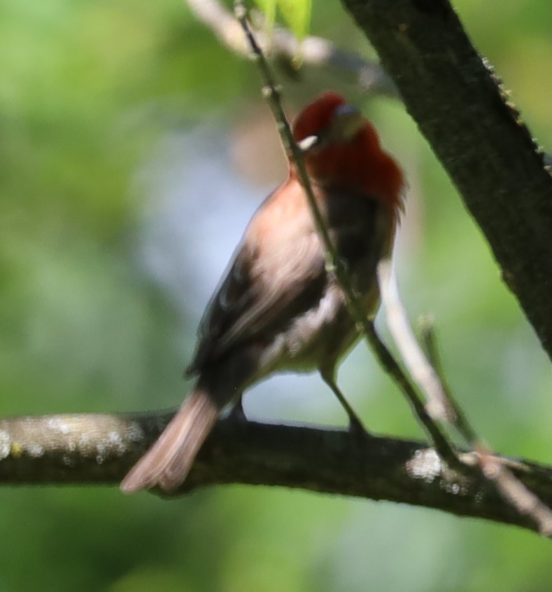 House Finch - ML620578660