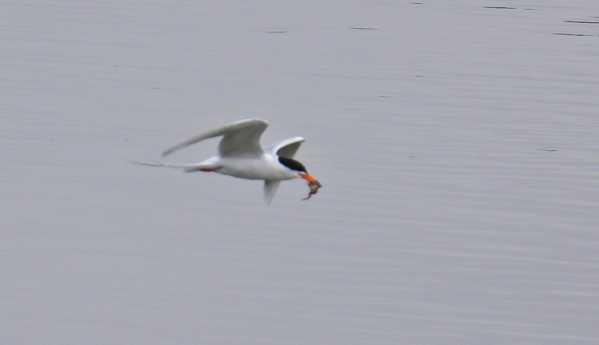 Forster's Tern - ML620578661