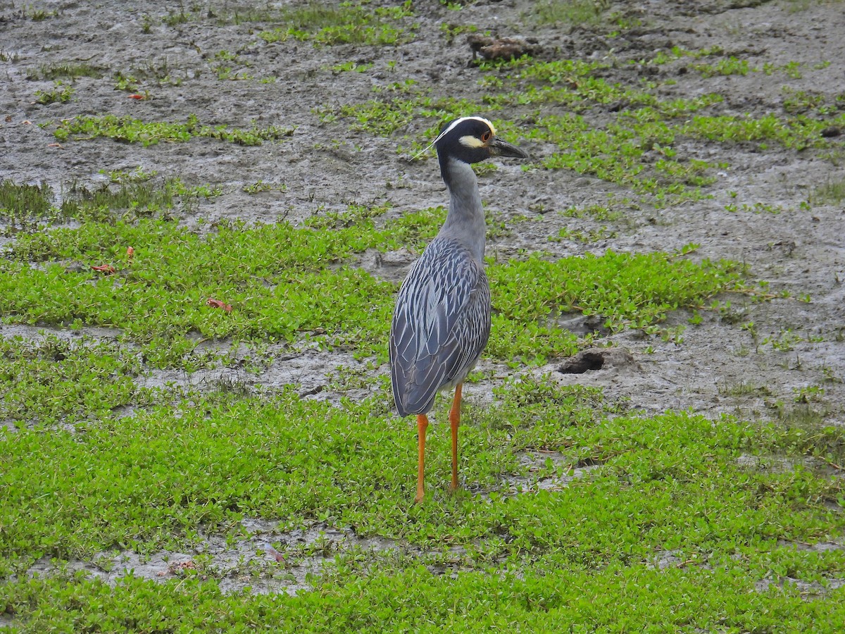 Yellow-crowned Night Heron - Ellen Tipping