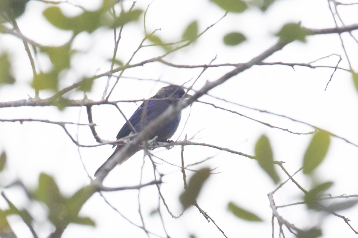 Opal-rumped Tanager - Andre Moncrieff