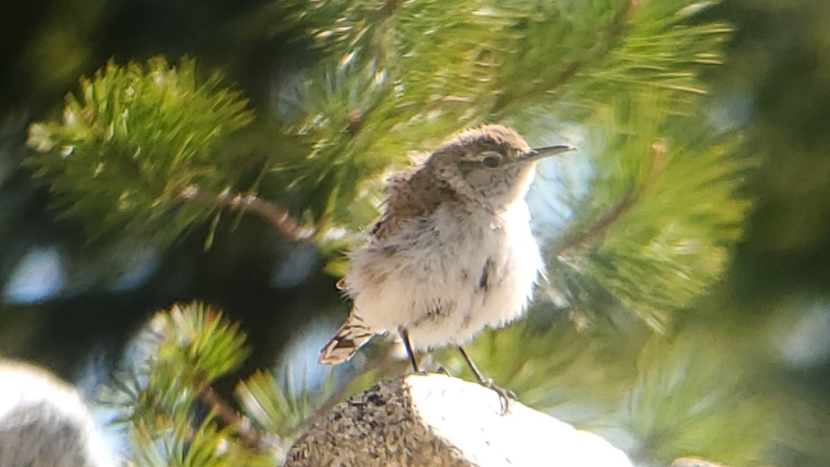 Rock Wren - ML620578681