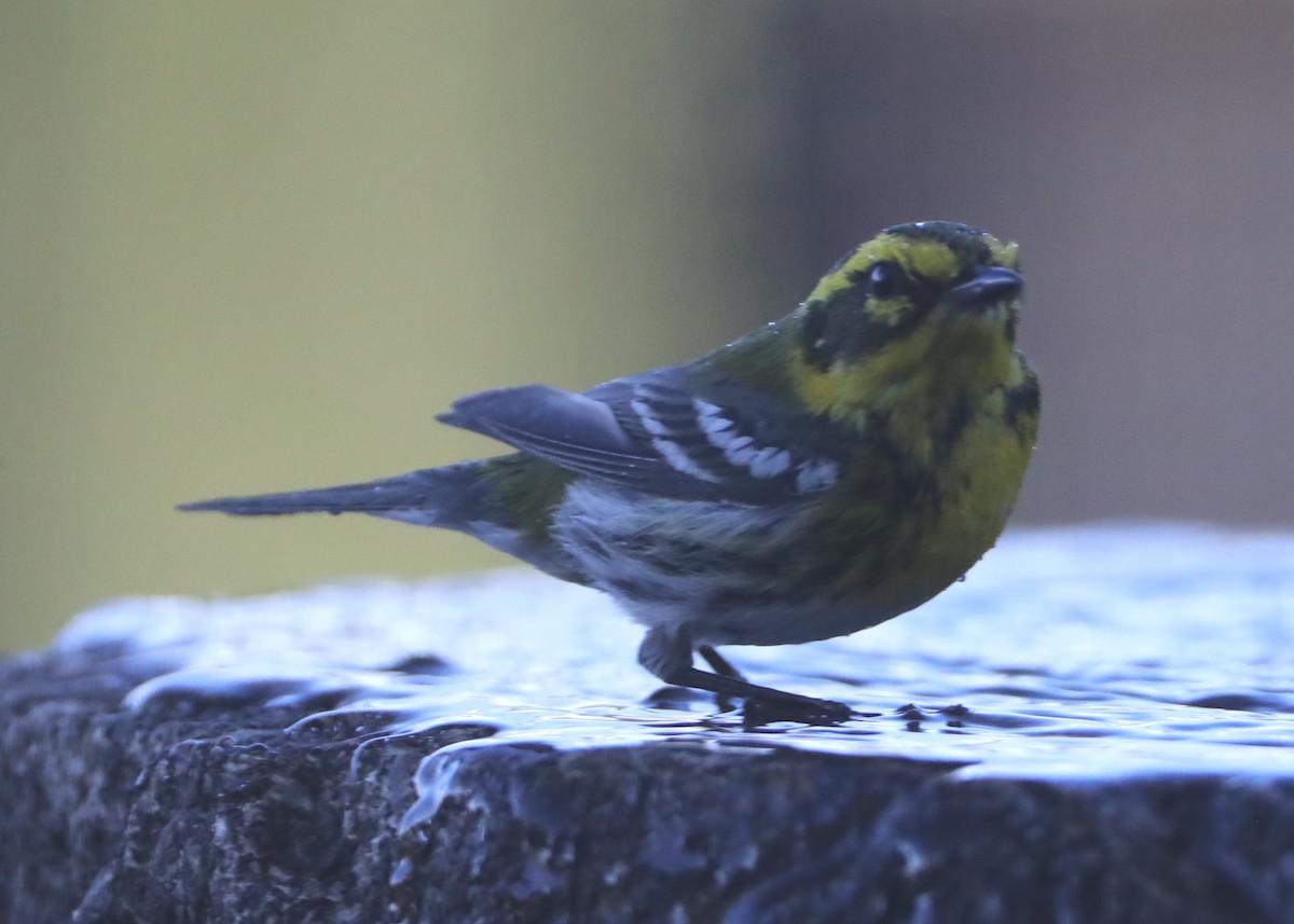 Townsend's Warbler - ML620578689