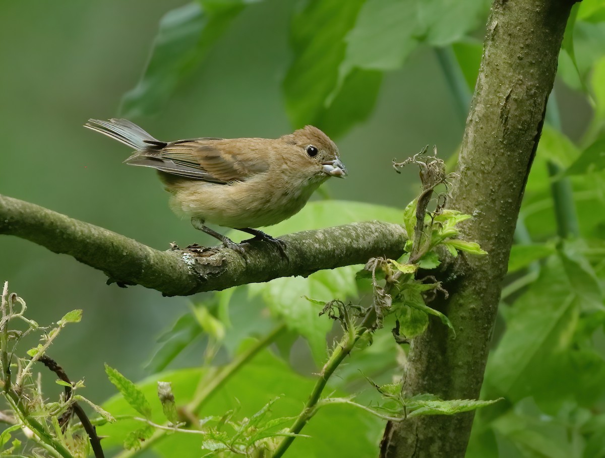 Passerin indigo - ML620578692