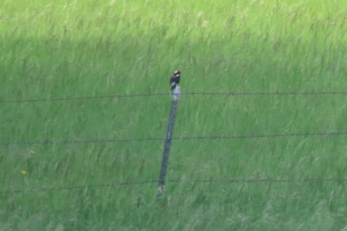 bobolink americký - ML620578703