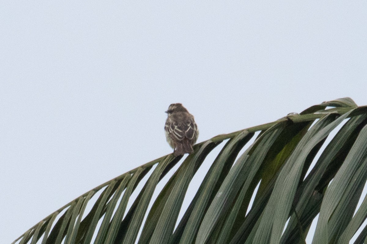 Variegated Flycatcher - ML620578723