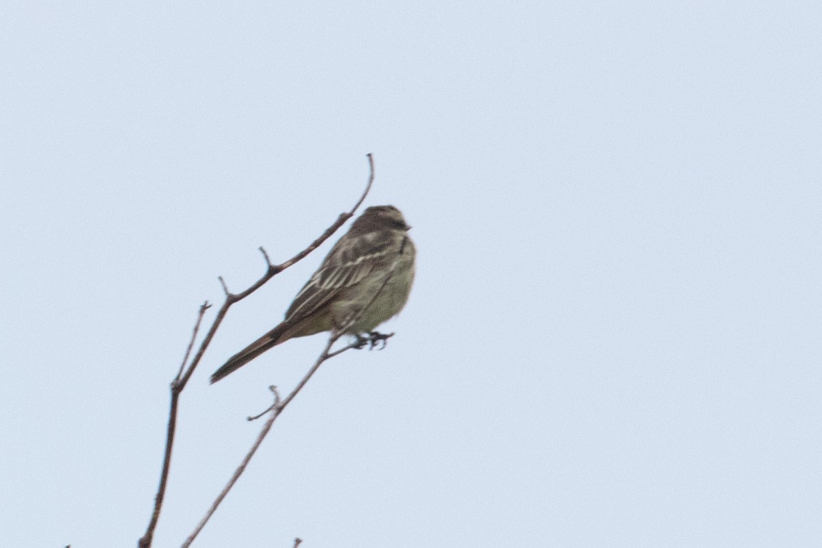 Variegated Flycatcher - ML620578725