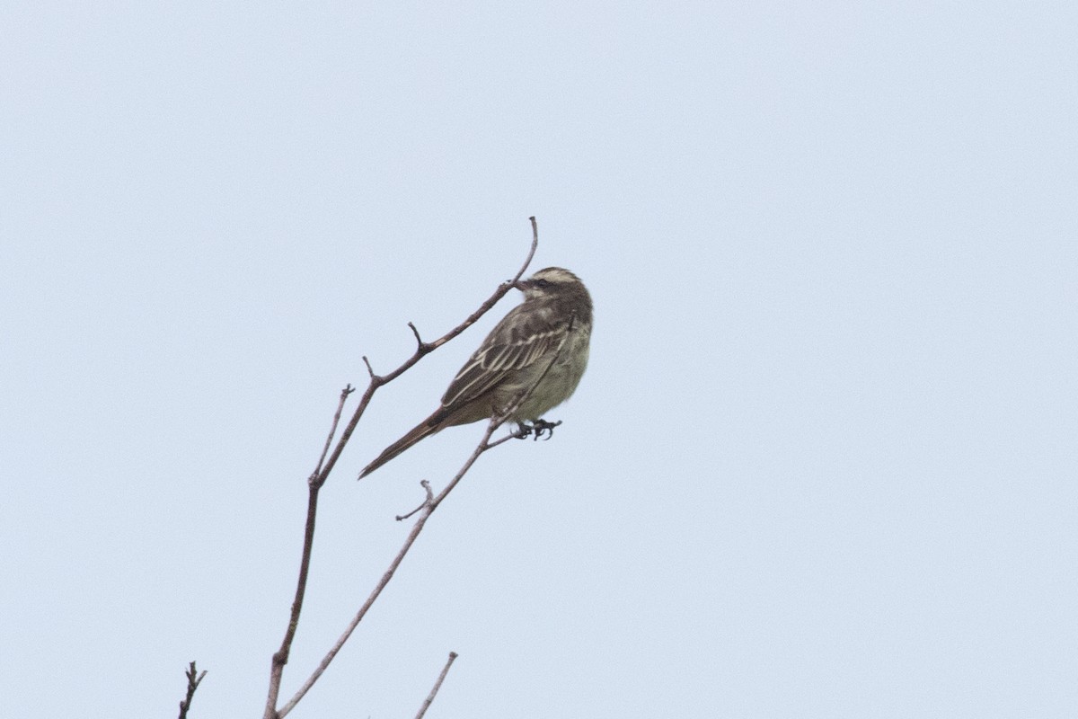 Variegated Flycatcher - ML620578726