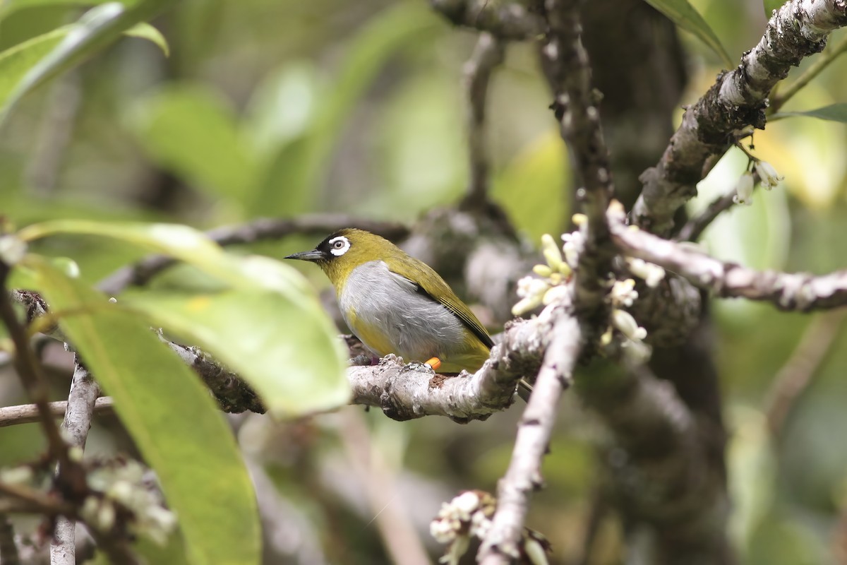 Black-capped White-eye - ML620578727