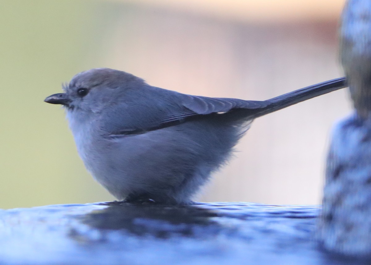 Bushtit - ML620578730