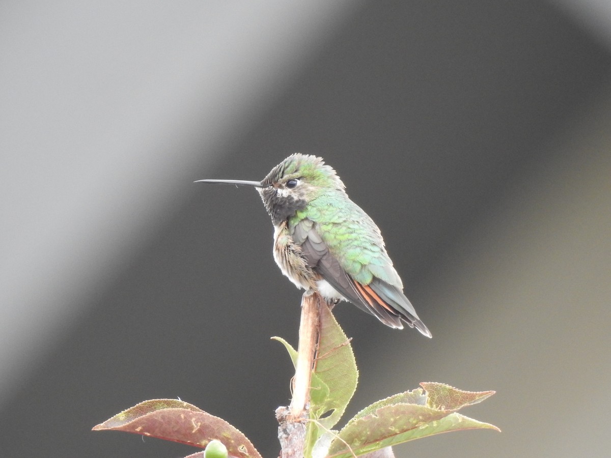 Broad-tailed Hummingbird - ML620578749