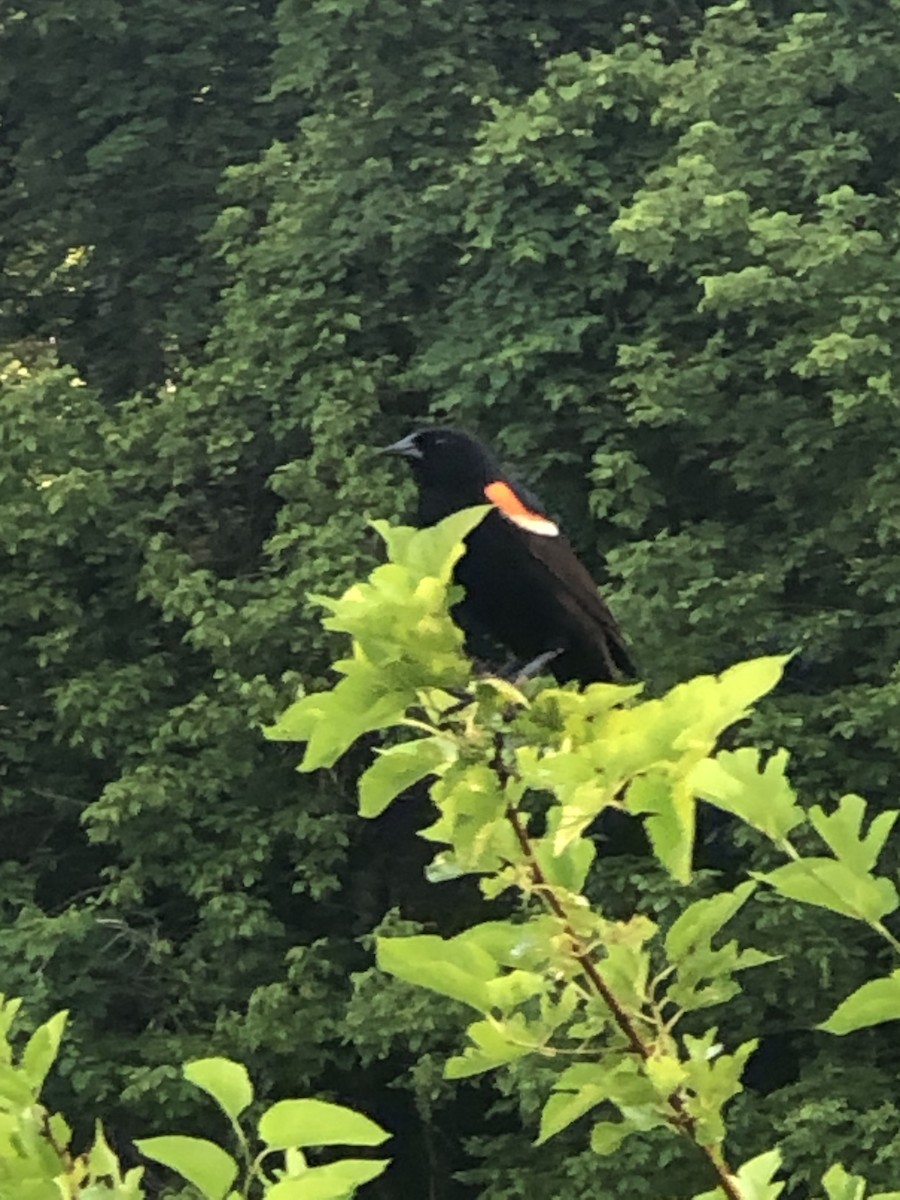 Red-winged Blackbird - ML620578752