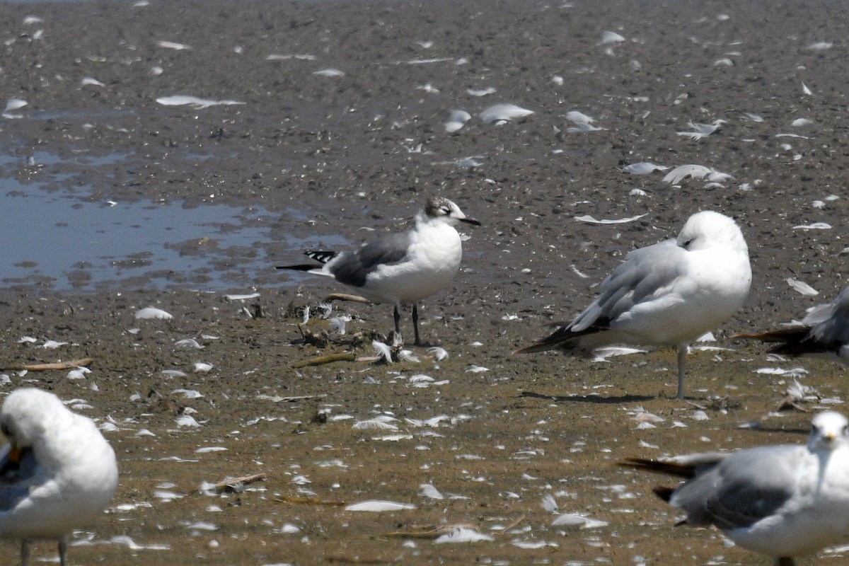 Franklin's Gull - ML620578764