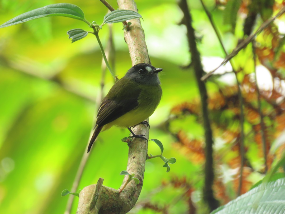 Ornate Flycatcher - ML620578769