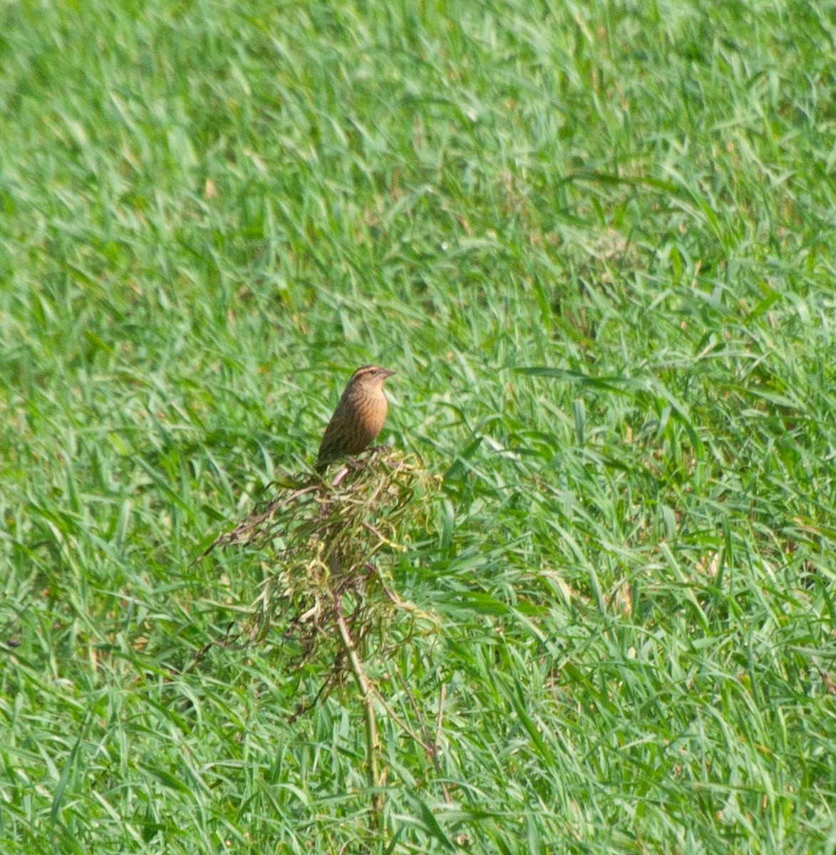 White-browed Meadowlark - ML620578778