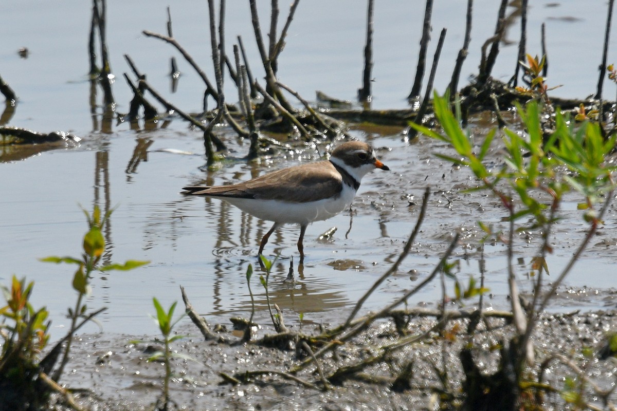 Semipalmated Plover - ML620578779