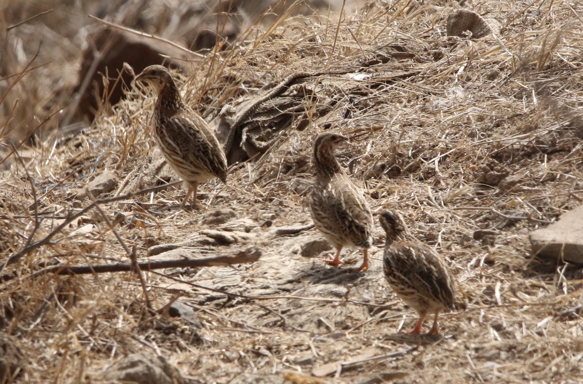 Common Quail - ML620578780