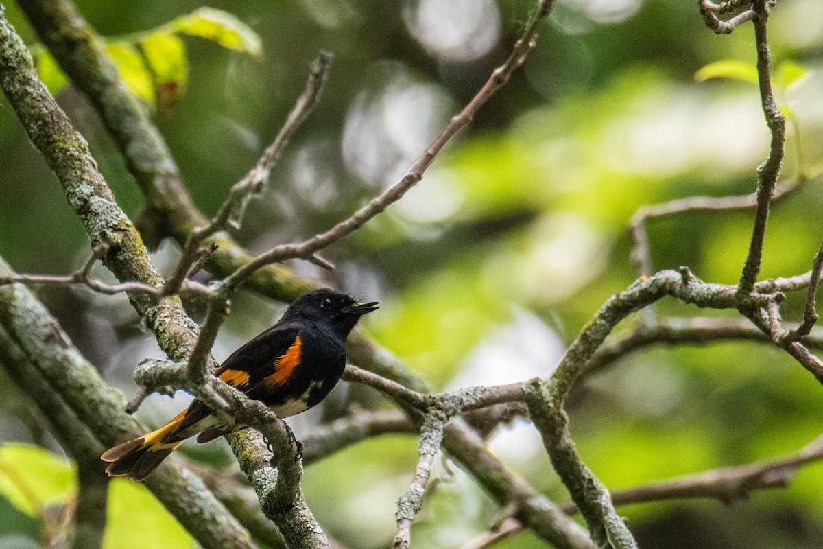 American Redstart - ML620578786