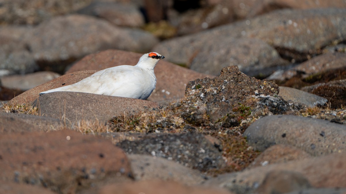 Rock Ptarmigan - ML620578792