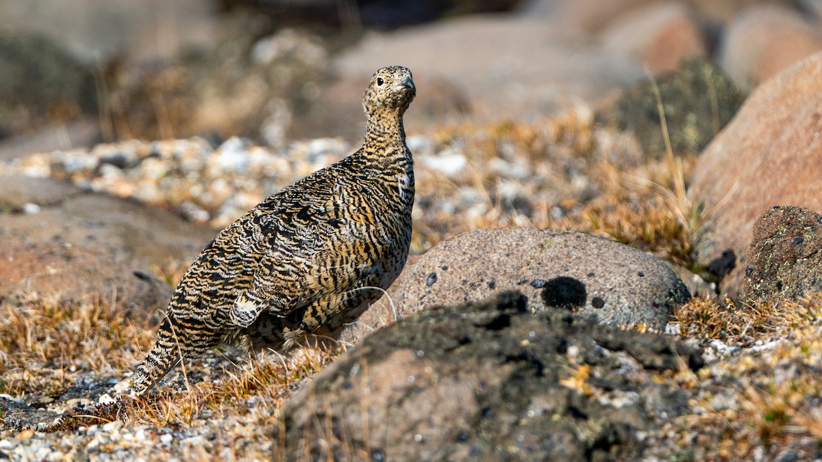 Rock Ptarmigan - ML620578794