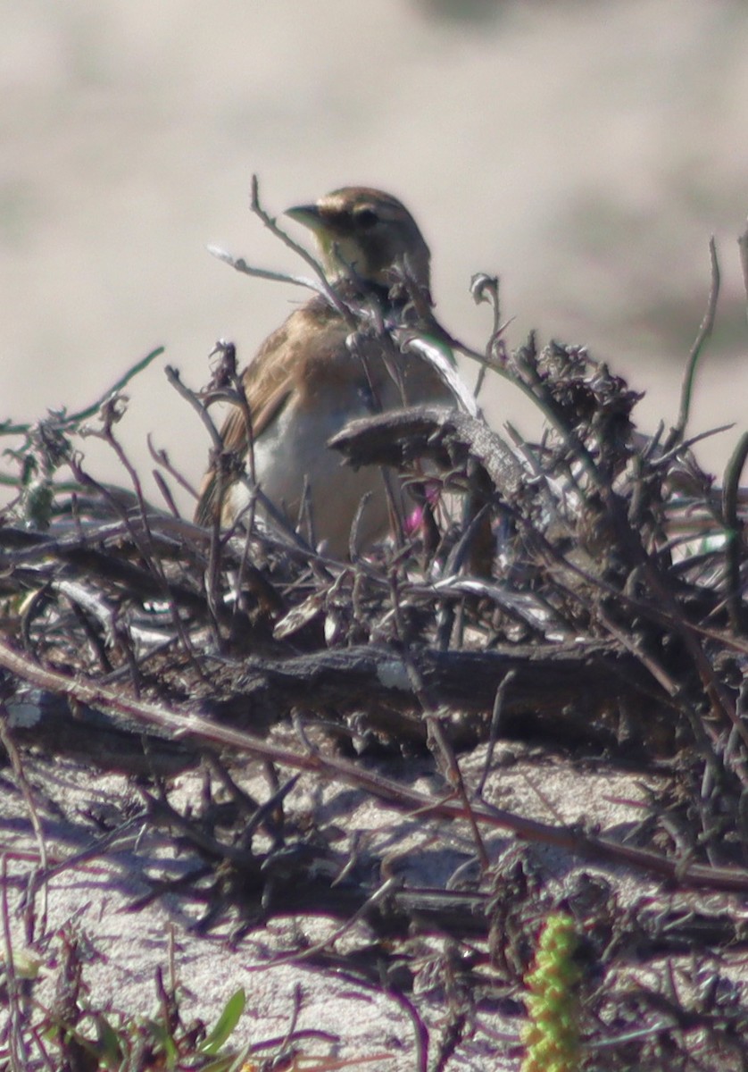 Horned Lark - ML620578798