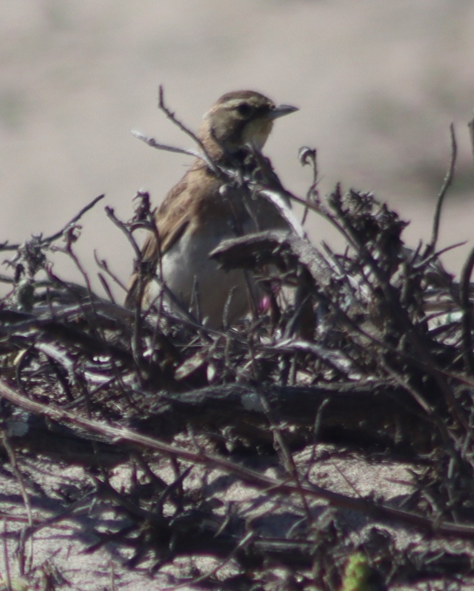 Horned Lark - Marie Barnidge-McIntyre