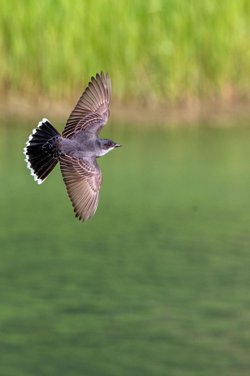 Eastern Kingbird - ML620578802