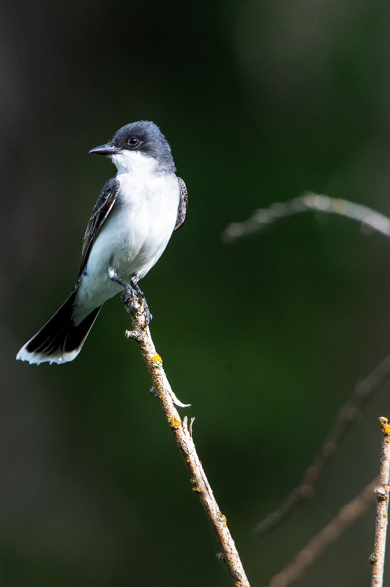 Eastern Kingbird - ML620578803