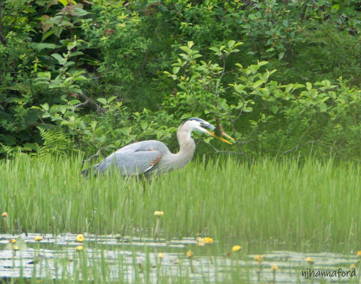 Great Blue Heron - ML620578805