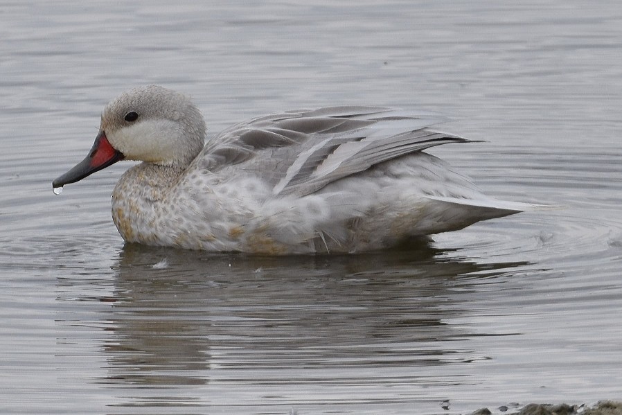 Northern Pintail - ML620578807