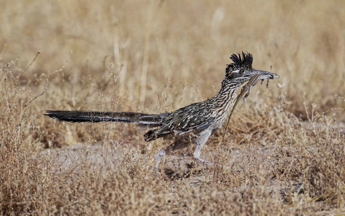 Greater Roadrunner - ML620578813