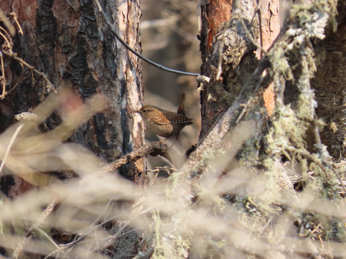 Winter Wren - ML620578815