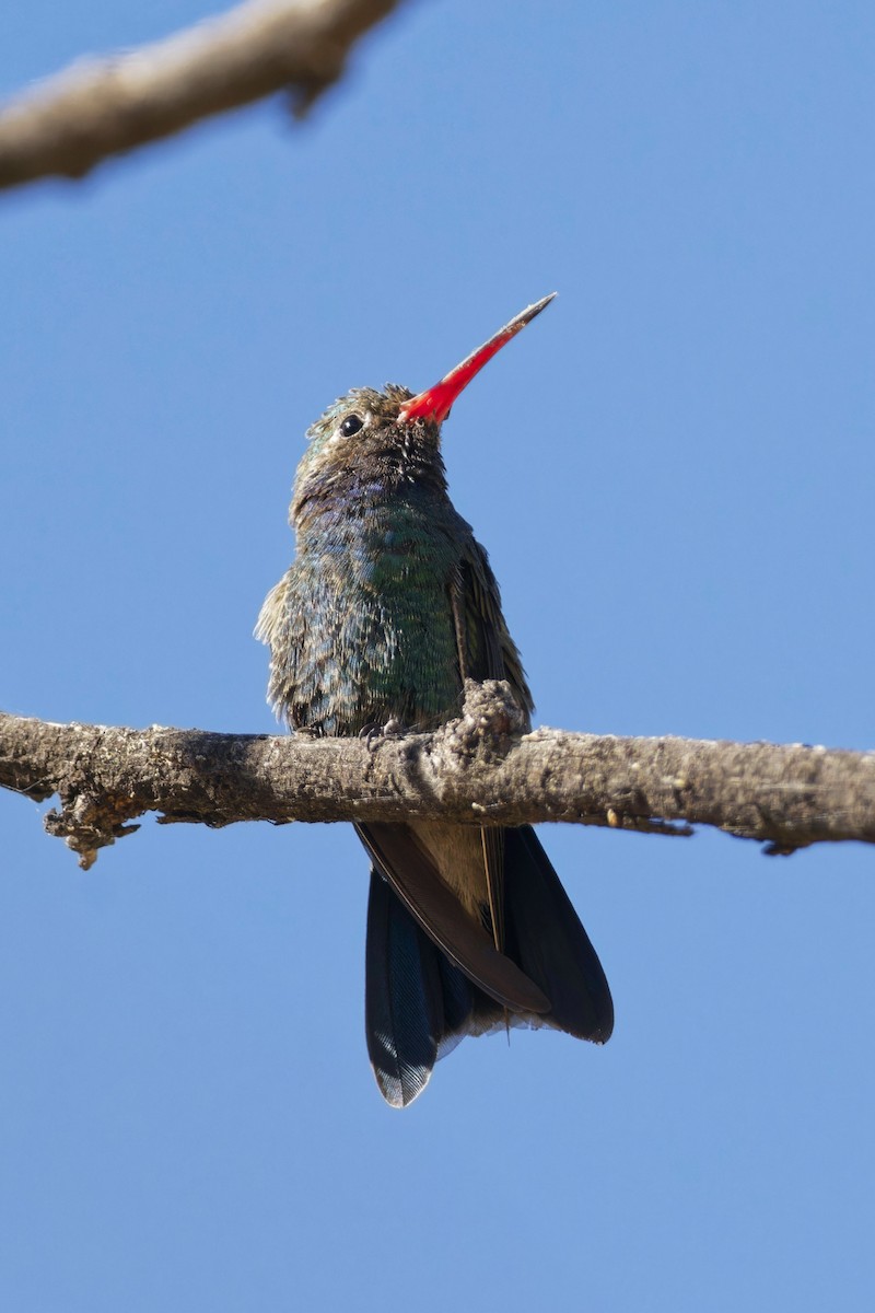 kolibřík širokozobý - ML620578817