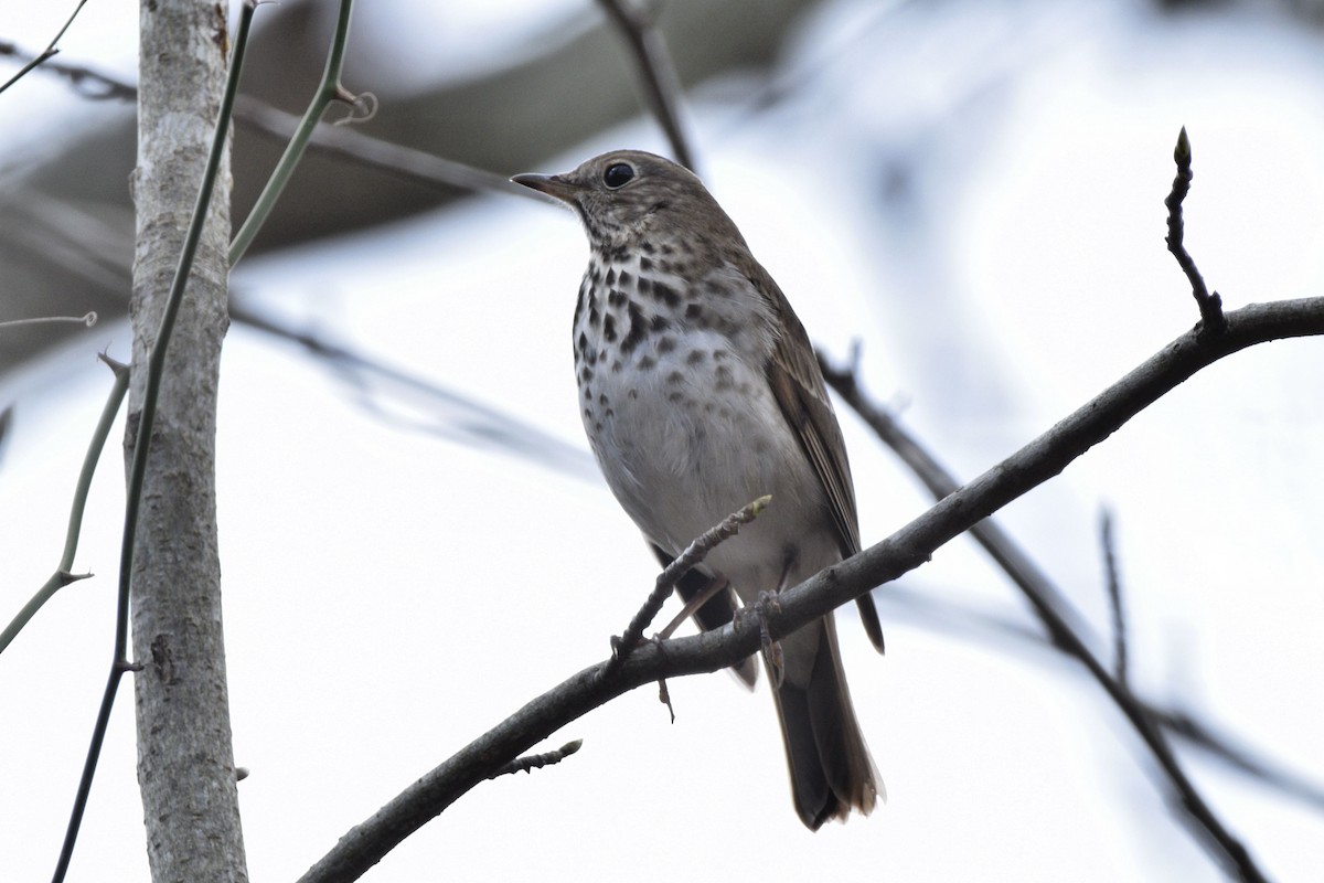 Hermit Thrush - ML620578818