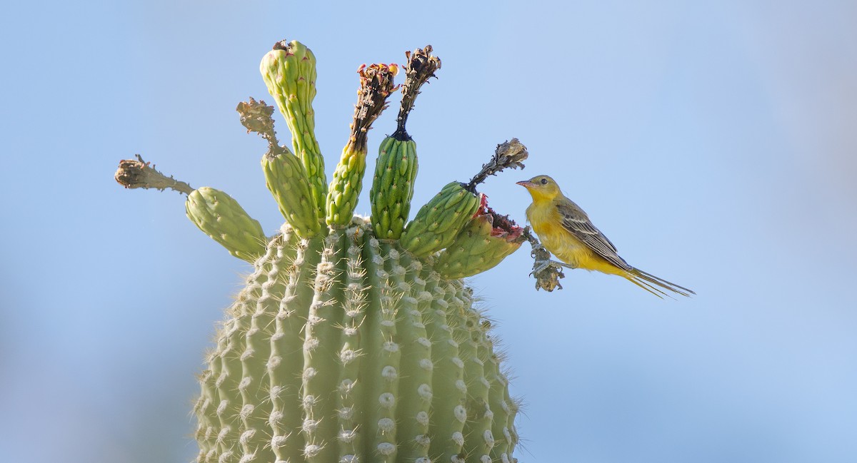 Hooded Oriole (nelsoni Group) - ML620578821