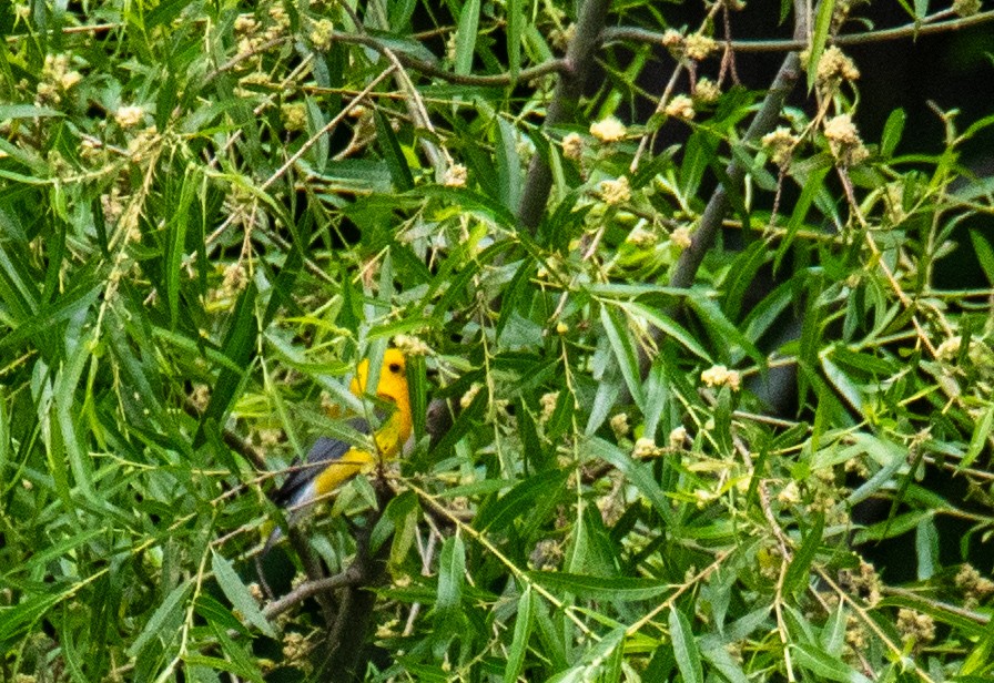 Prothonotary Warbler - ML620578825