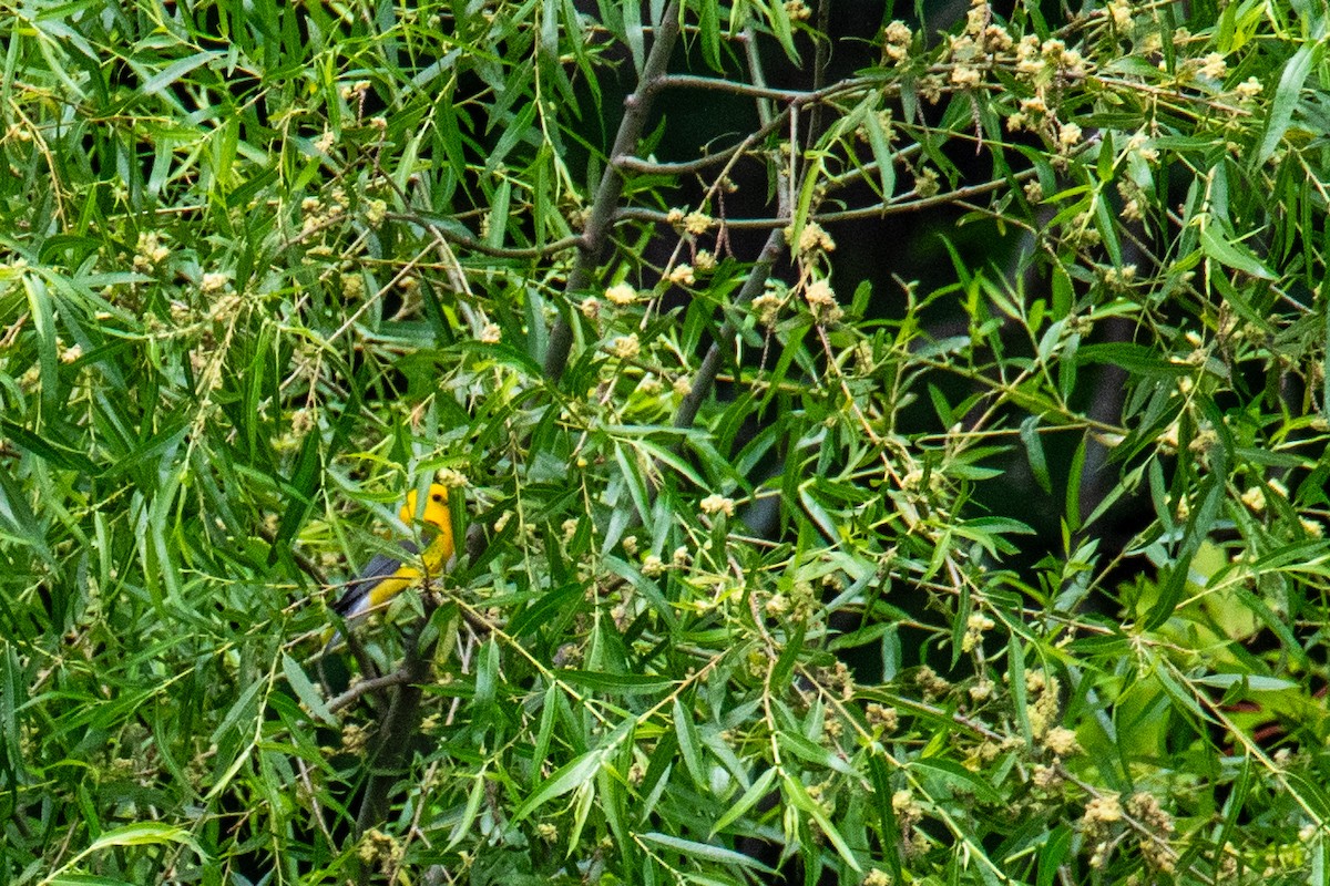 Prothonotary Warbler - ML620578826