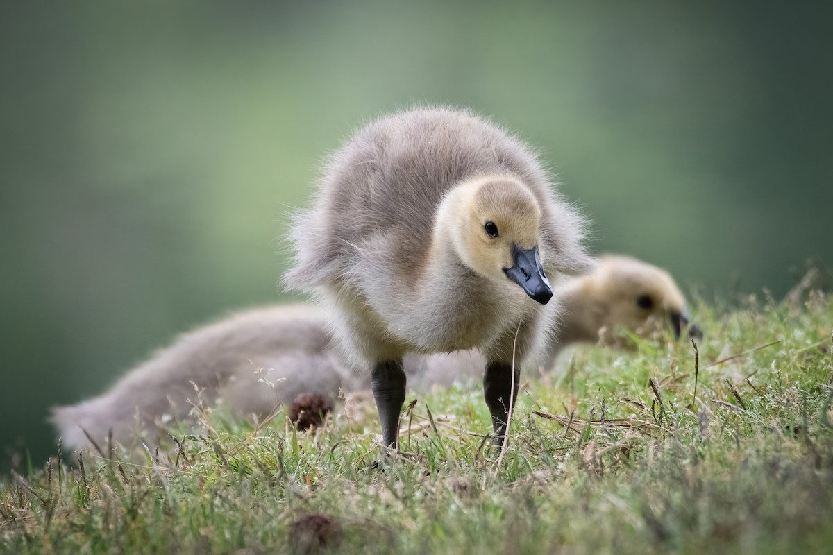 Canada Goose - ML620578827