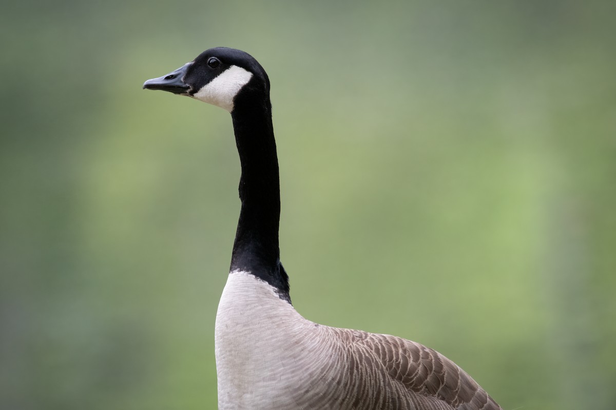 Canada Goose - ML620578828