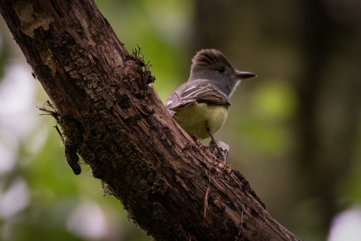 Great Crested Flycatcher - ML620578834