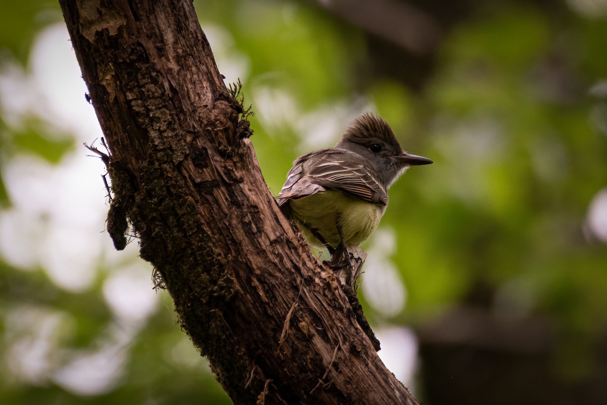 Great Crested Flycatcher - ML620578835
