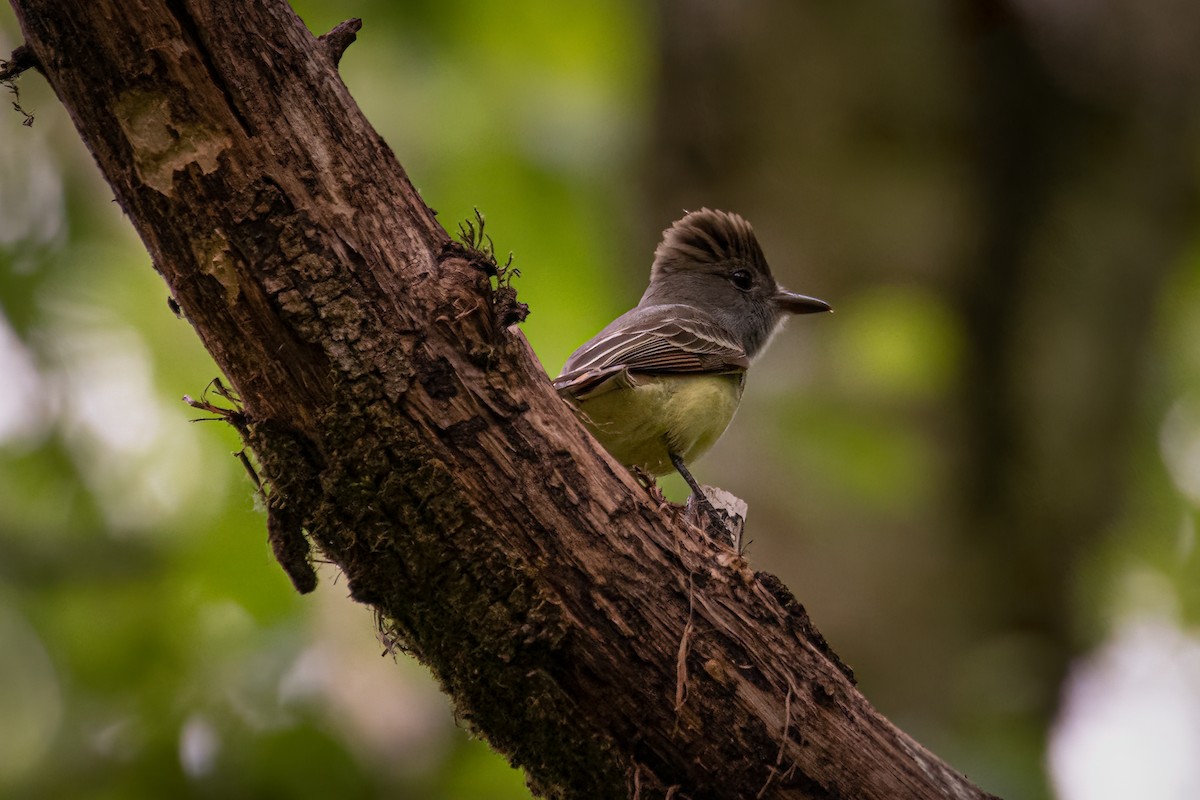 Great Crested Flycatcher - ML620578836